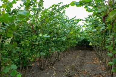 Corylus avellana mehrstämmig 200-250