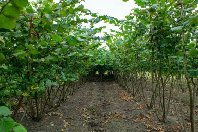 Corylus avellana mehrstämmig 200-250