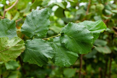 Corylus avellana mehrstämmig 200-250