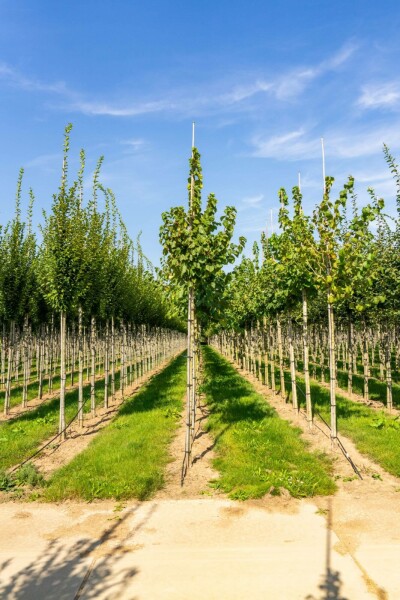 Corylus colurna hochstamm 6/8