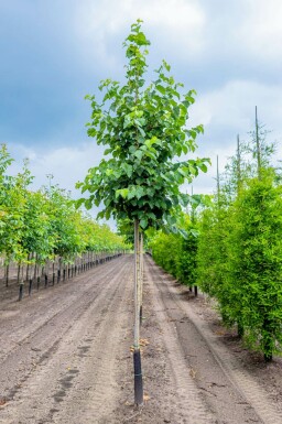 Corylus colurna hochstamm