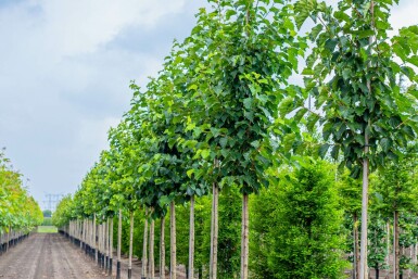 Corylus colurna hochstamm 6/8