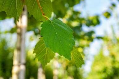 Corylus colurna hochstamm 6/8