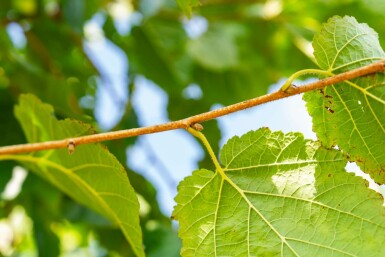 Corylus colurna hochstamm 6/8