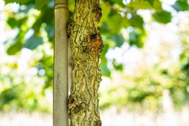 Corylus colurna hochstamm 6/8