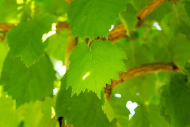 Corylus colurna hochstamm 6/8