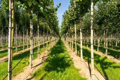 Corylus colurna hochstamm 6/8