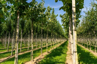 Corylus colurna hochstamm 6/8