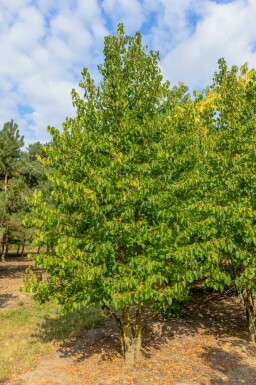 Corylus colurna mehrstämmig