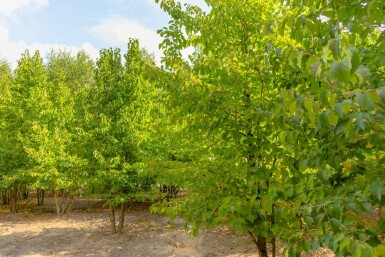 Corylus colurna mehrstämmig 200-250