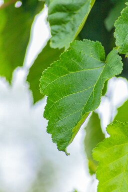 Corylus colurna mehrstämmig 200-250