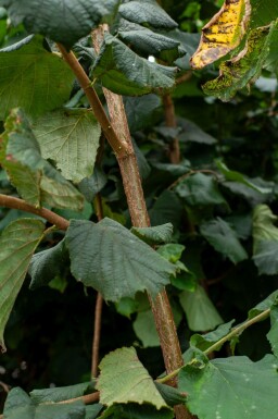 Corylus colurna mehrstämmig 200-250