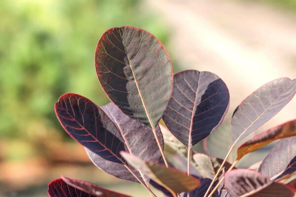 Cotinus coggygria