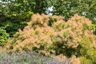 Cotinus coggygria mehrstämmig 200-250