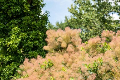 Cotinus coggygria mehrstämmig 200-250