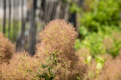 Cotinus coggygria mehrstämmig 200-250