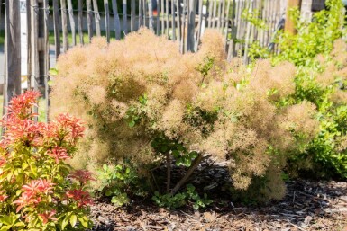 Cotinus coggygria mehrstämmig 200-250