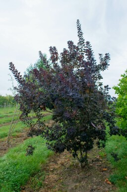 Cotinus coggygria 'Royal Purple'