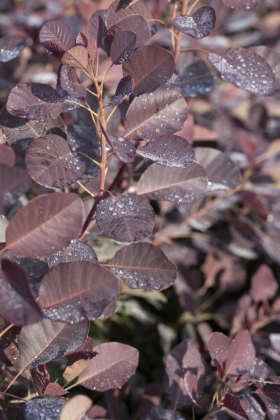 Cotinus coggygria 'Royal Purple'