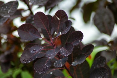 Cotinus coggygria 'Royal Purple' mehrstämmig 200-250