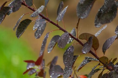 Cotinus coggygria 'Royal Purple' mehrstämmig 200-250