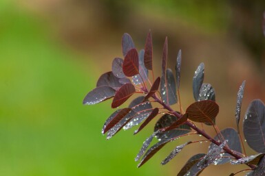 Cotinus coggygria 'Royal Purple' mehrstämmig 200-250