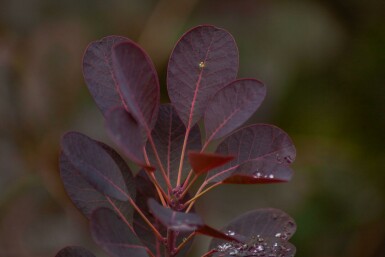 Cotinus coggygria 'Royal Purple' mehrstämmig 200-250