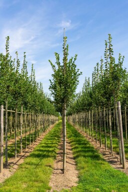 Crataegus crus-galli hochstamm