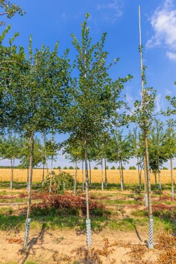 Crataegus crus-galli hochstamm