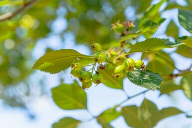 Crataegus crus-galli hochstamm 10/12