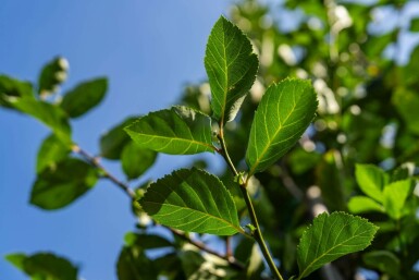 Crataegus crus-galli hochstamm 10/12