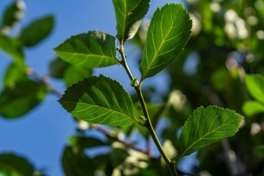 Crataegus crus-galli hochstamm 10/12