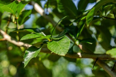 Crataegus crus-galli hochstamm 10/12