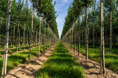 Crataegus crus-galli hochstamm 10/12