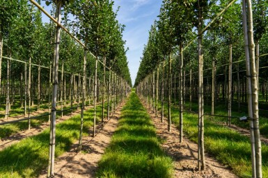 Crataegus crus-galli hochstamm 10/12