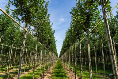 Crataegus crus-galli hochstamm 10/12