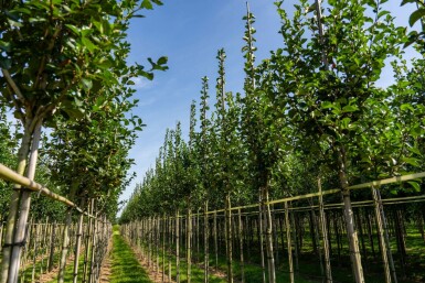 Crataegus crus-galli hochstamm 10/12