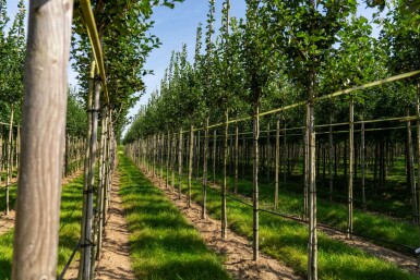 Crataegus crus-galli hochstamm 10/12