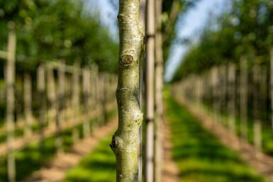 Crataegus crus-galli hochstamm 10/12