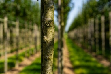 Crataegus crus-galli hochstamm 10/12