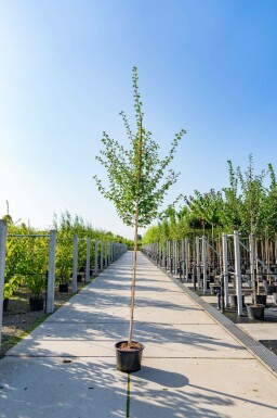 Crataegus laevigata hochstamm