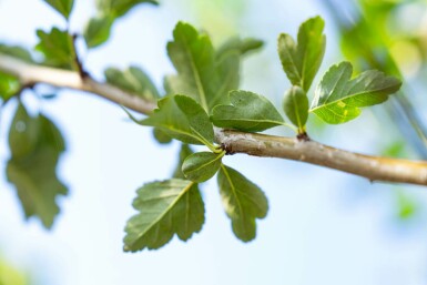 Crataegus laevigata hochstamm