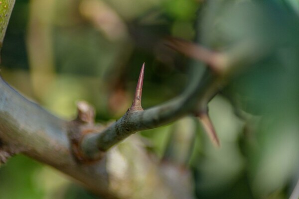 Crataegus x media 'Paul's Scarlet'