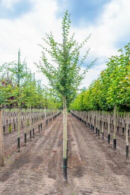 Crataegus x media 'Paul's Scarlet' hochstamm 4/6