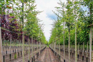 Crataegus x media 'Paul's Scarlet' hochstamm 4/6