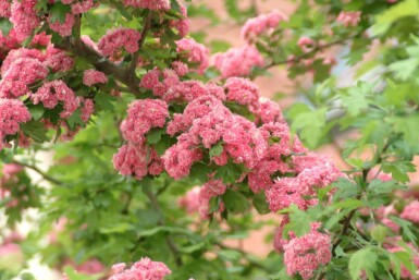 Crataegus x media 'Paul's Scarlet' mehrstämmig