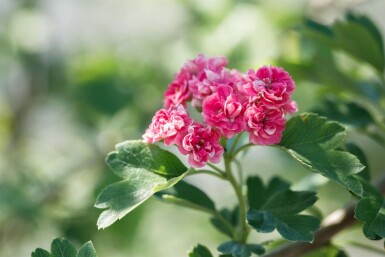 Crataegus x media 'Paul's Scarlet' halbstamm 120cm Stamm