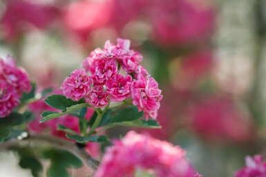 Crataegus x media 'Paul's Scarlet' halbstamm 120cm Stamm