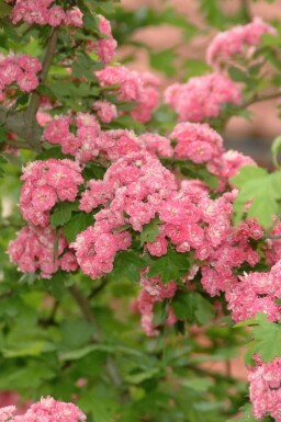 Crataegus x media 'Paul's Scarlet' strauch 80-100