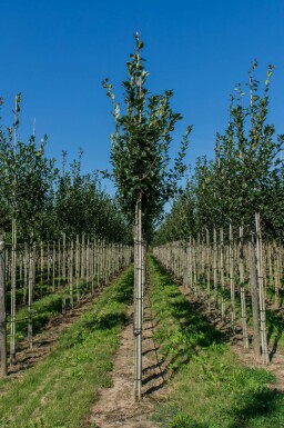 Crataegus x lavalleei 'Carrierei'